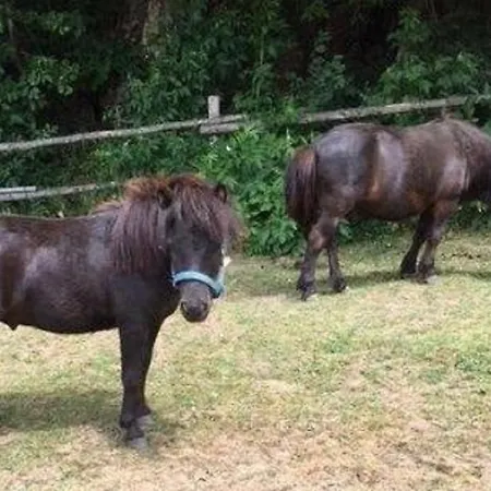 Ponyhof Killinger * Zwiesel